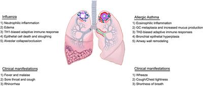 Influenza in Asthmatics: For Better or for Worse?